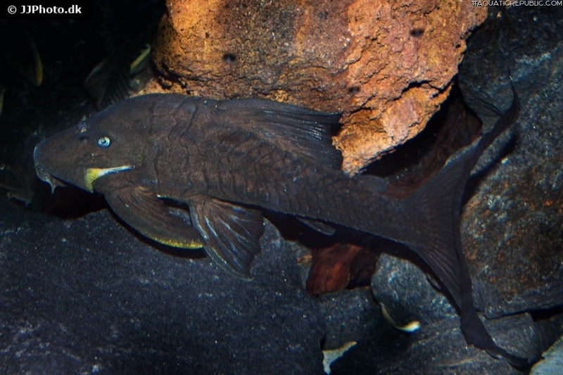 Panaque cf. cochliodon`upper magdalena`