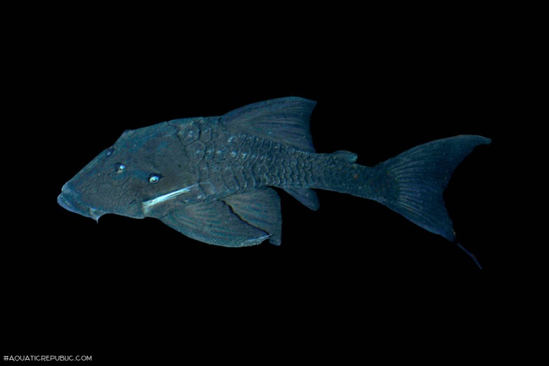 Panaque cf. cochliodon`upper magdalena`