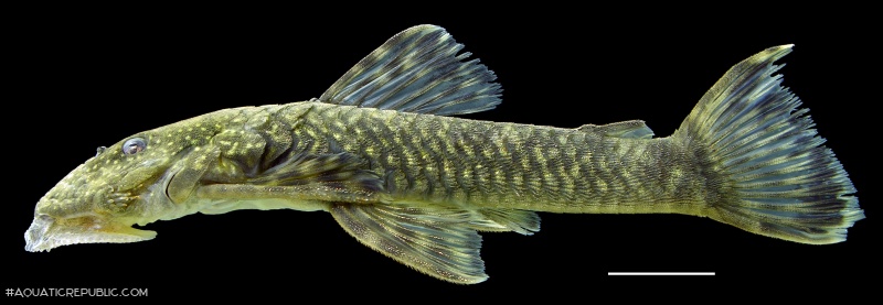 Paralithoxus planquettei