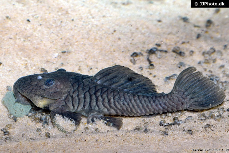 Parancistrus aurantiacus