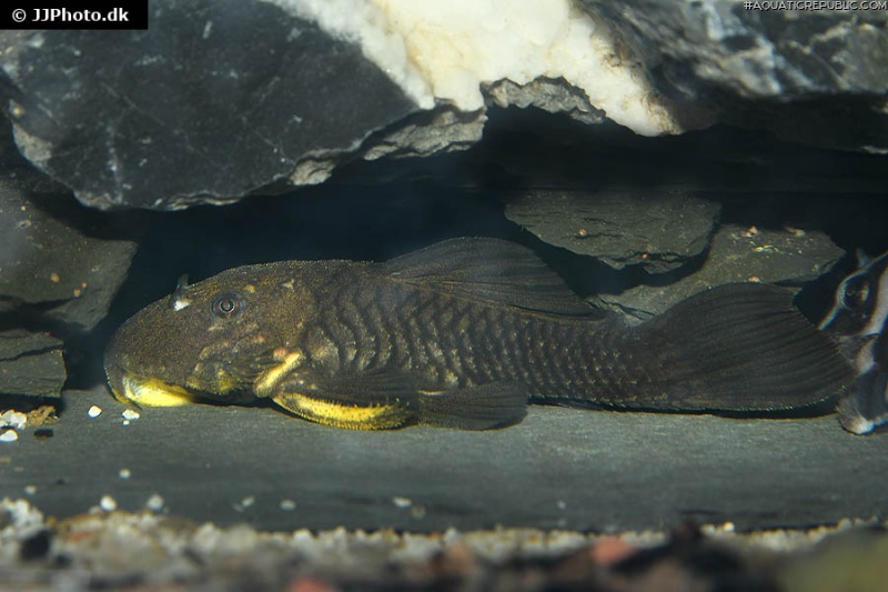 Parancistrus aurantiacus