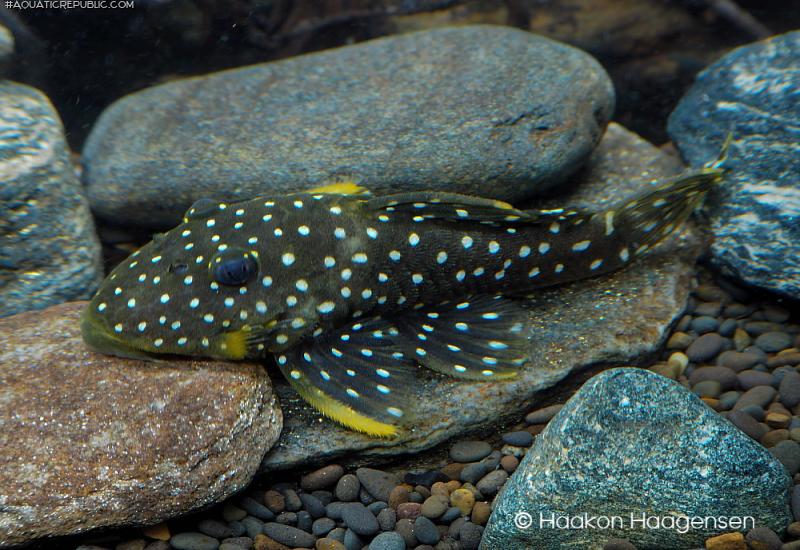 Parancistrus nudiventris