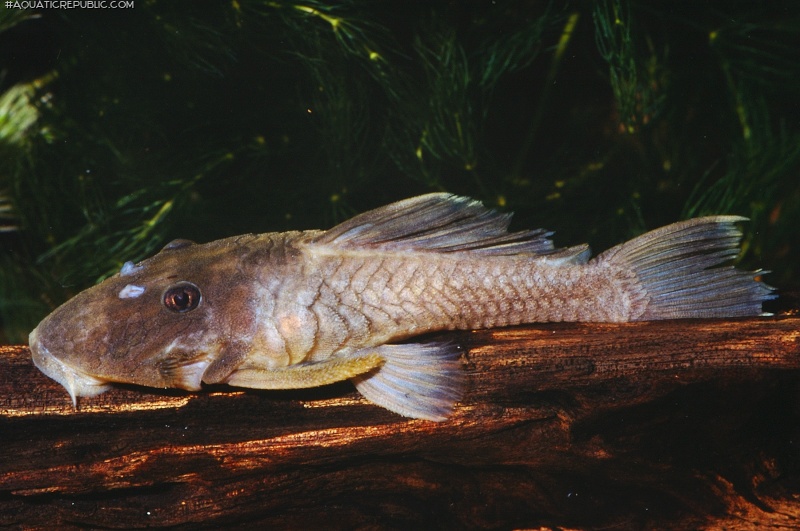 Parancistrus sp. (L332)