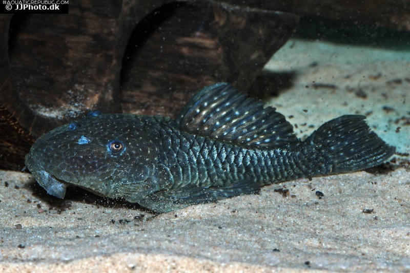 Parancistrus sp. (LDA046)