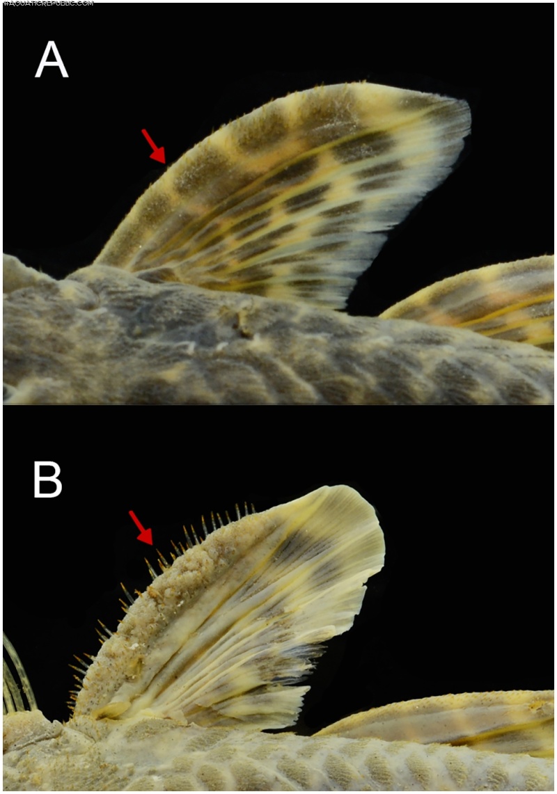 Pareiorhaphis hystrix