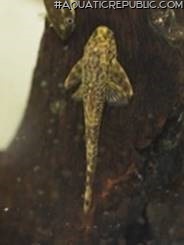 Parotocinclus doceanus