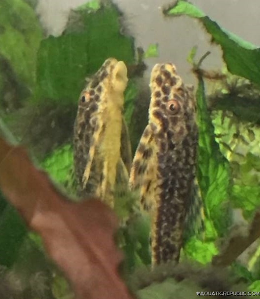 Parotocinclus doceanus