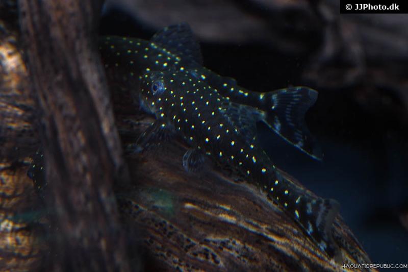 Parotocinclus haroldoi