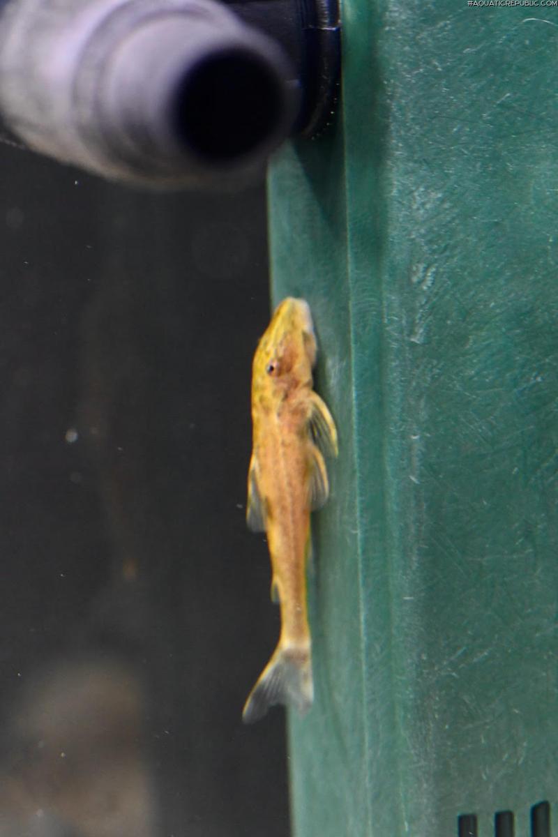 Parotocinclus nandae