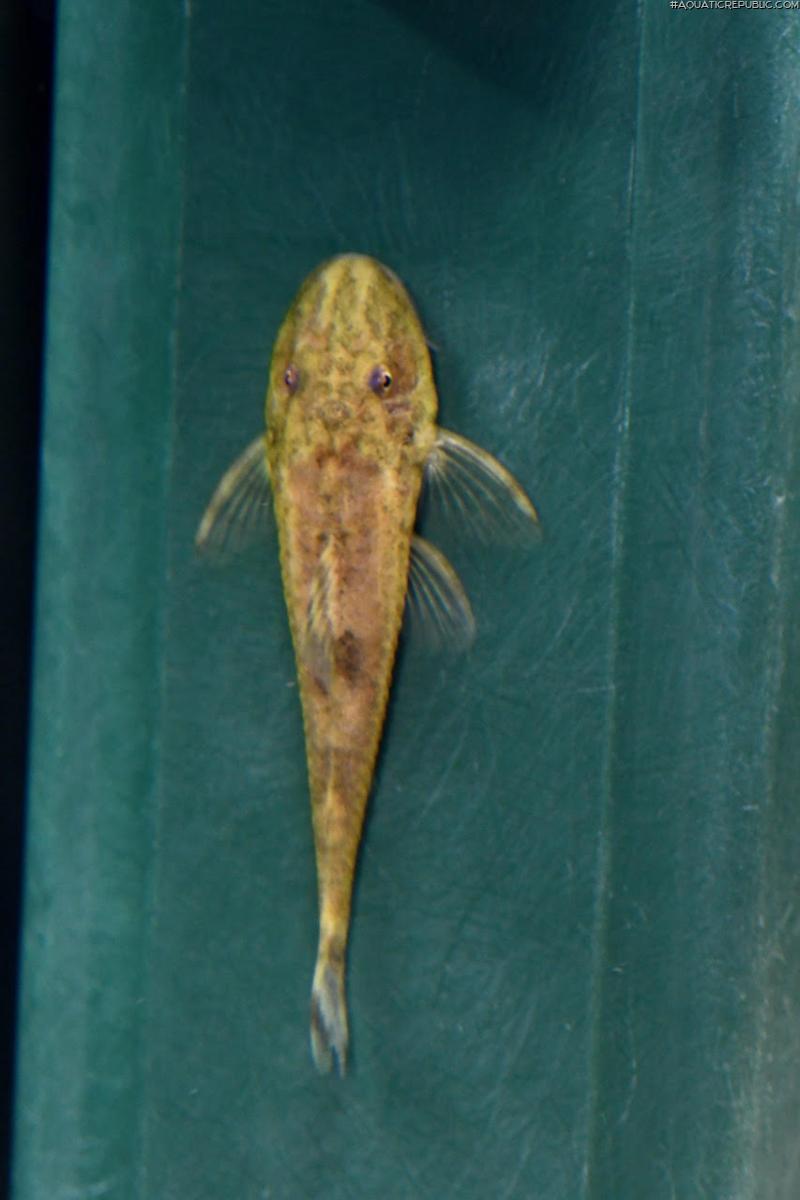 Parotocinclus nandae