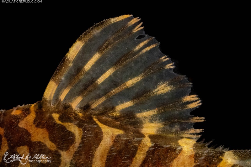 Peckoltia compta