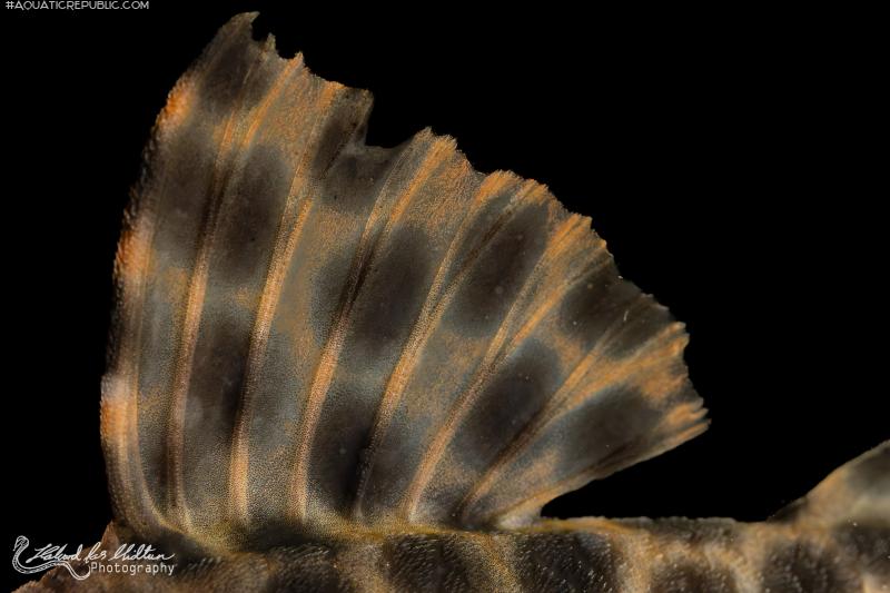 Peckoltia oligospila