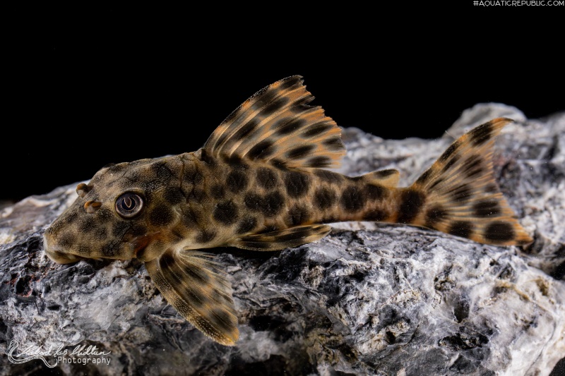 Peckoltia oligospila