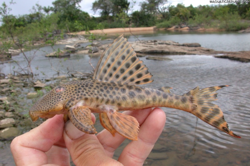 Peckoltia sabaji