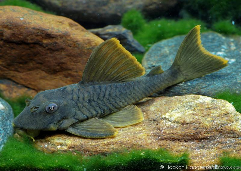 Peckoltia sp. (L076)