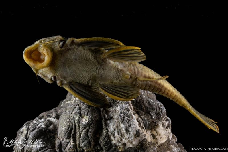 Peckoltia sp. (L076)