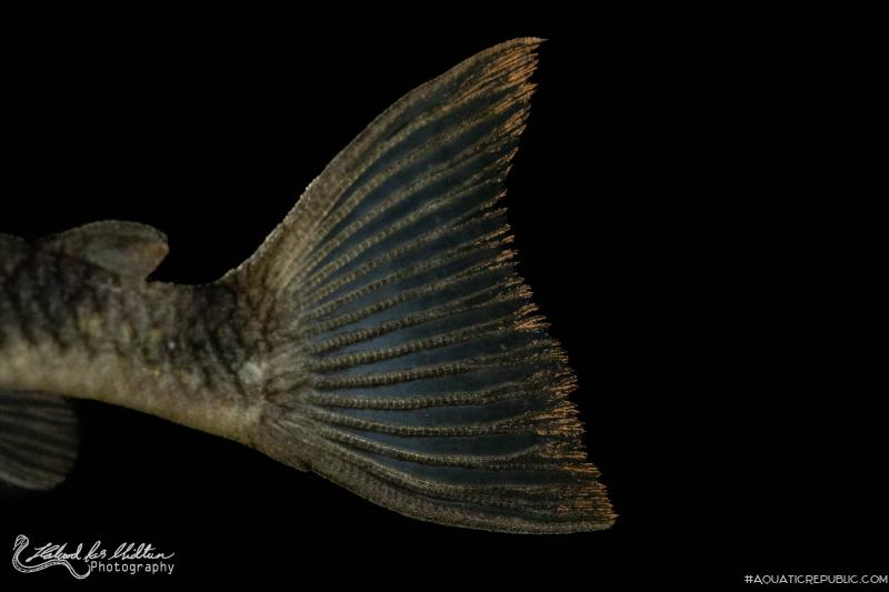 Peckoltia sp. (L265)