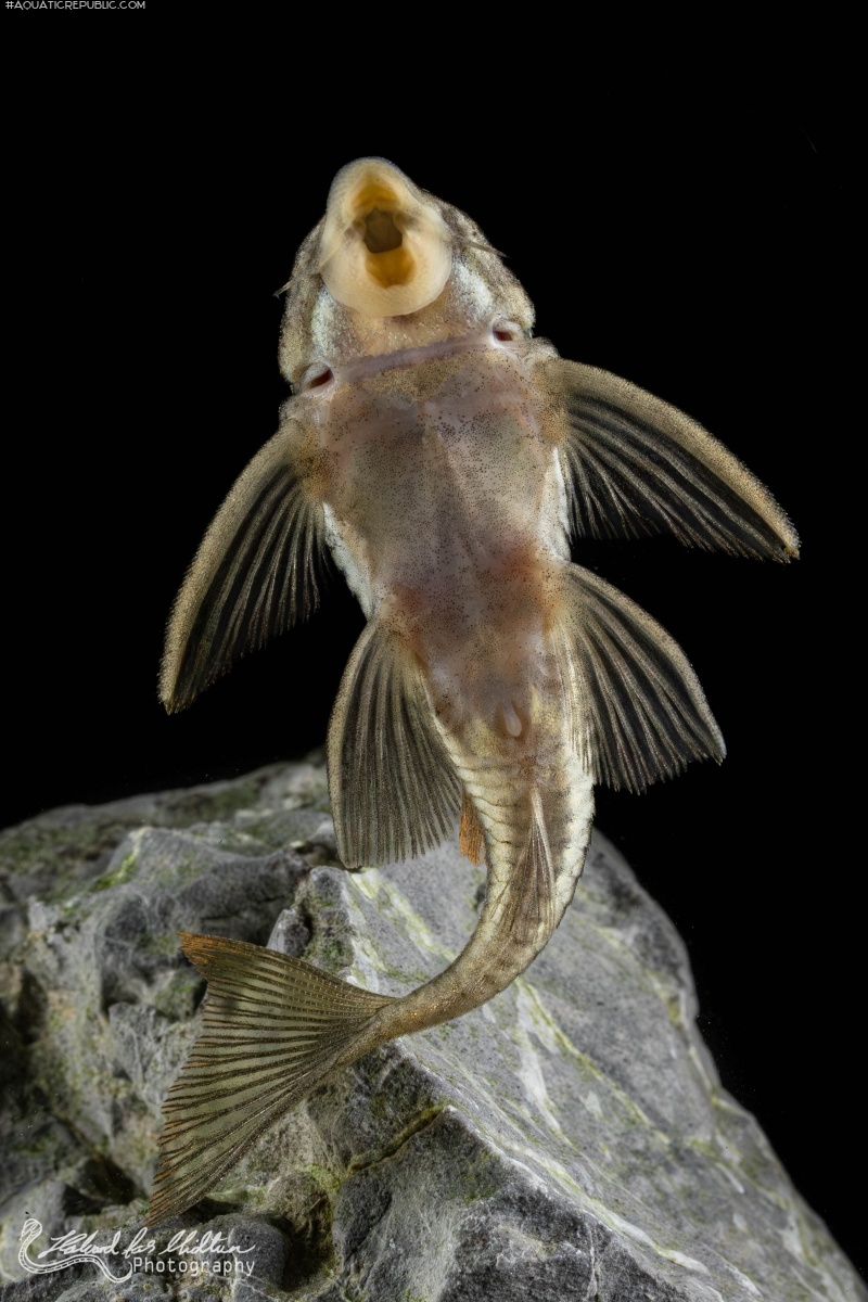 Peckoltia sp. (L265)