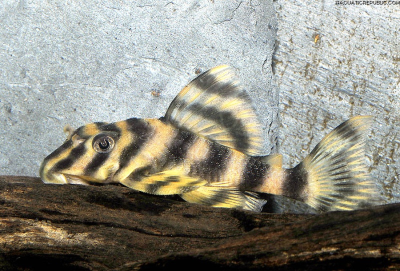 Peckoltia vittata