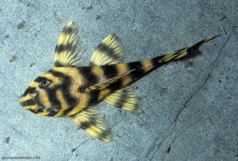 Peckoltia vittata