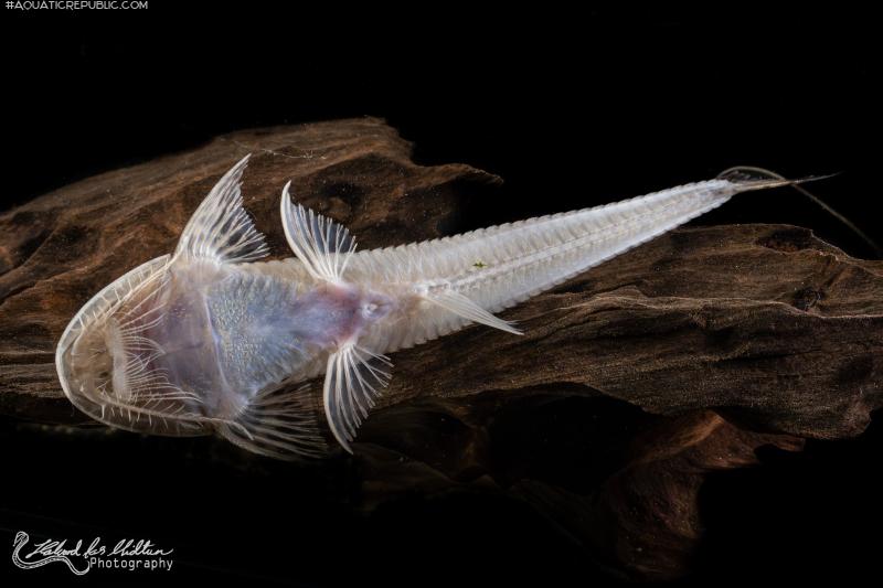 Planiloricaria cryptodon