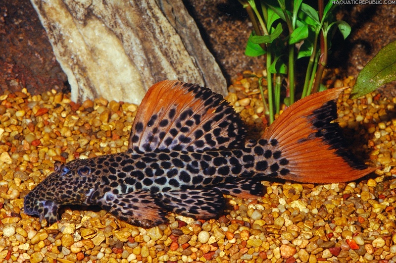 Pseudacanthicus cf. leopardus