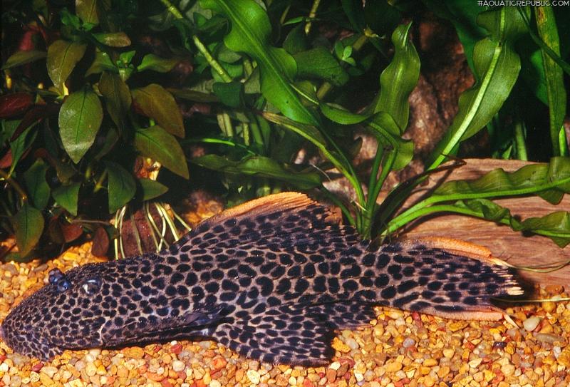 Pseudacanthicus cf. leopardus