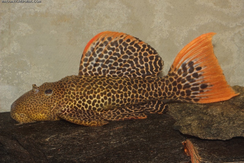 Pseudacanthicus cf. leopardus
