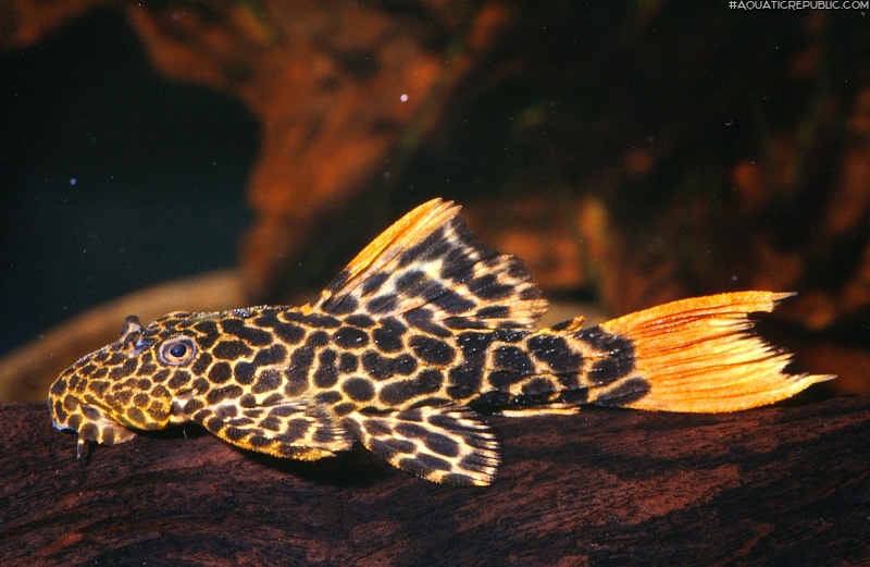 Pseudacanthicus cf. leopardus