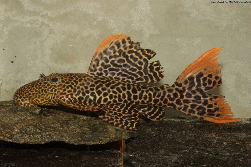 Pseudacanthicus cf. leopardus