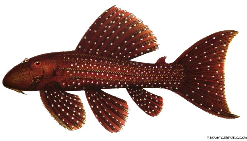 Pseudacanthicus serratus