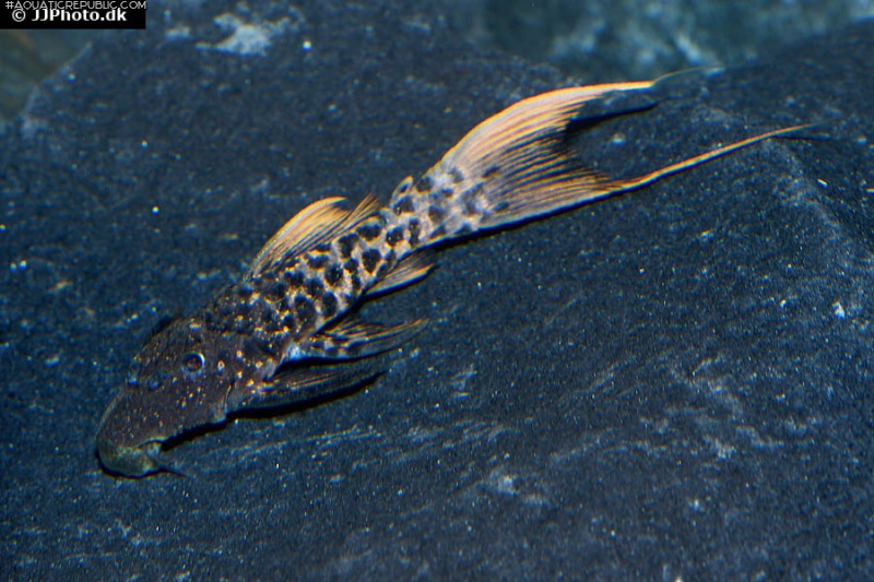 Pseudacanthicus sp. (L273)