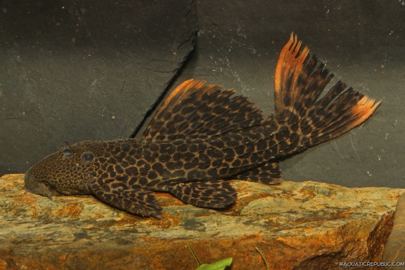 Pseudacanthicus sp. (L427)