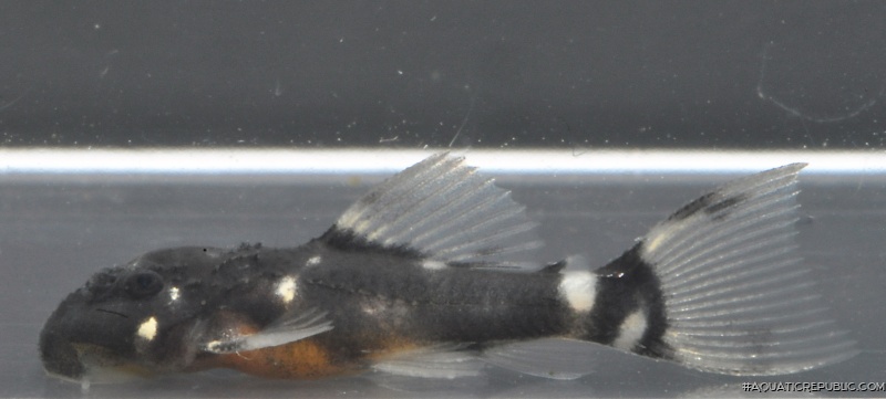 Pseudacanthicus sp. (L452)