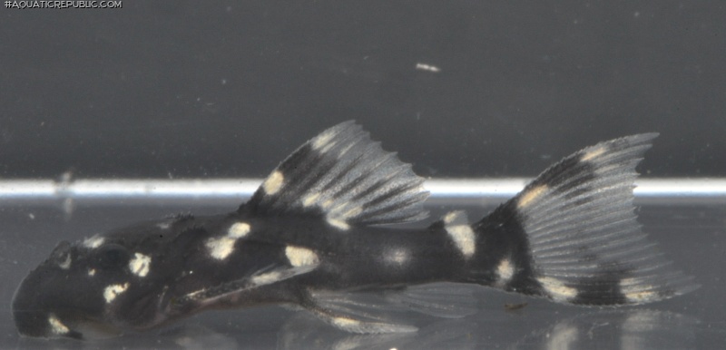 Pseudacanthicus sp. (L452)