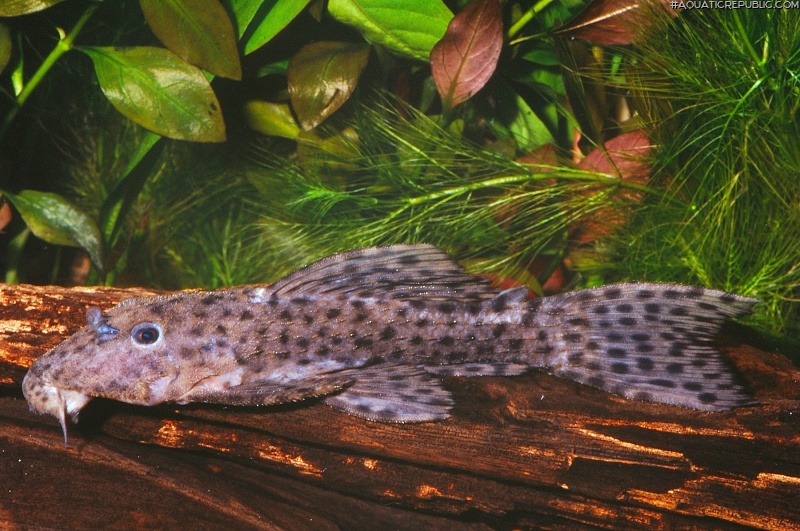 Pseudacanthicus spinosus