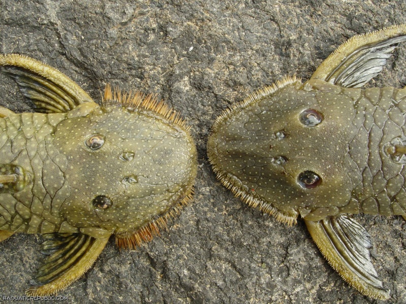 Pseudancistrus barbatus