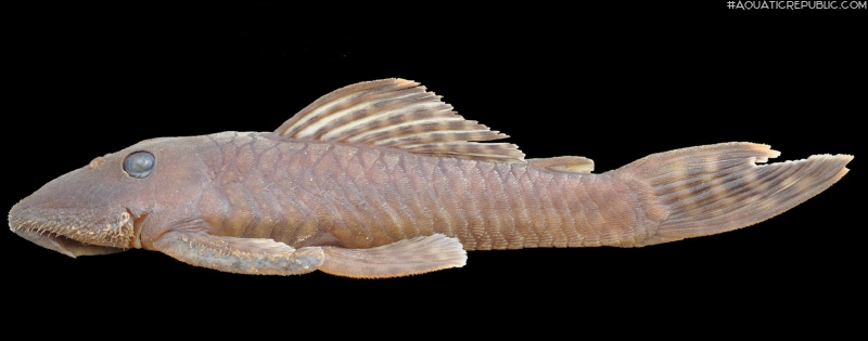 Pseudancistrus kayabi