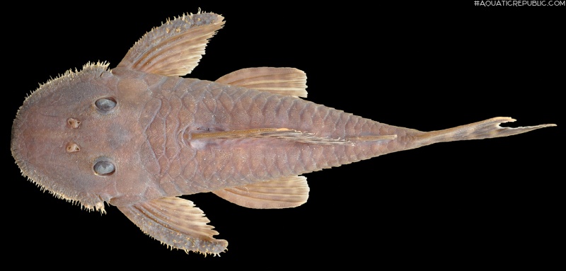 Pseudancistrus kayabi