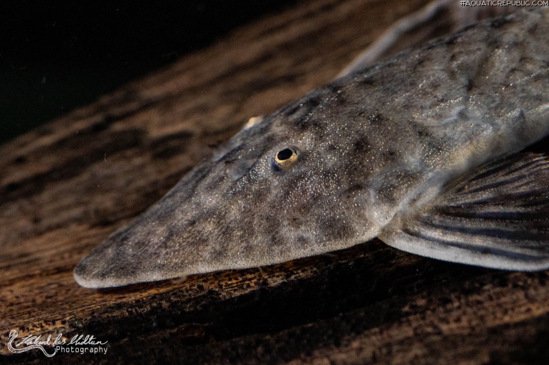 Pseudohemiodon almendarizi