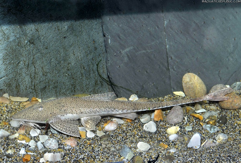 Pseudohemiodon laticeps