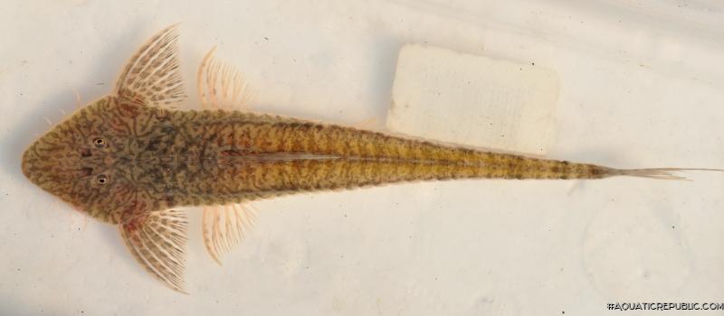 Pseudohemiodon unillano