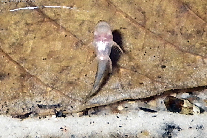 Pseudolithoxus dumus