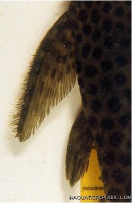 Pseudolithoxus dumus