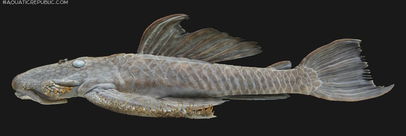 Pseudolithoxus kinja