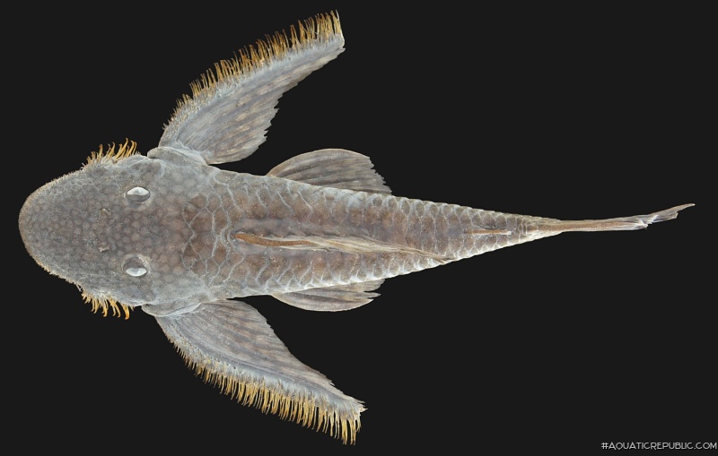 Pseudolithoxus kinja