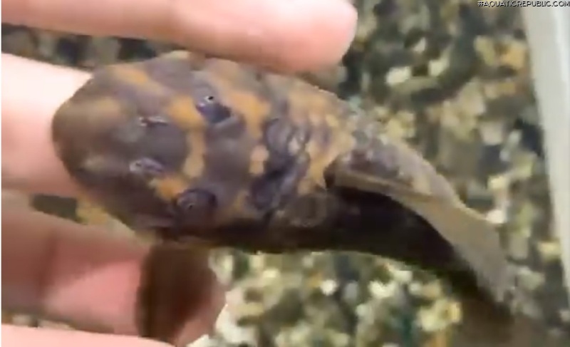 Pseudoqolus koko