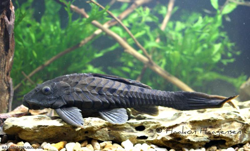 Pseudorinelepis genibarbis