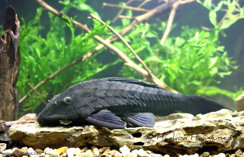 Pseudorinelepis genibarbis