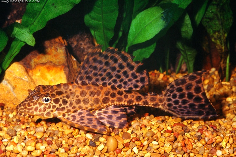 Pterygoplichthys gibbiceps